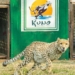 Project Cheetah