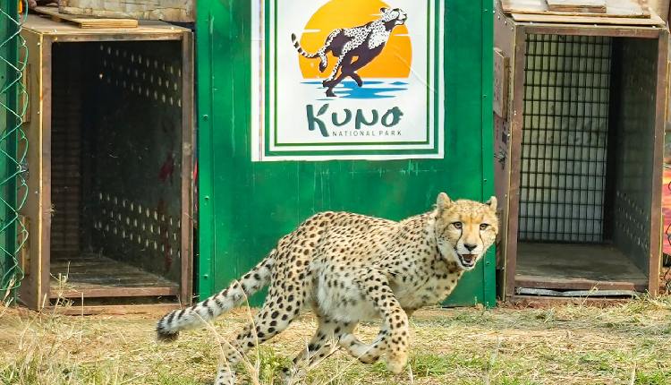 Project Cheetah
