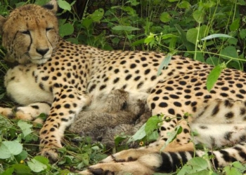 Cheetah