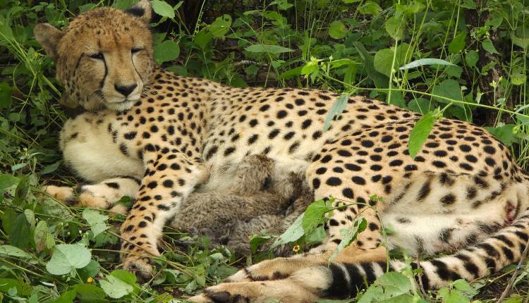 Cheetah
