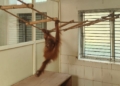 Orangutan Babies