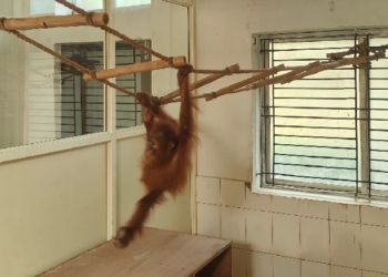 Orangutan Babies