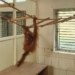 Orangutan Babies