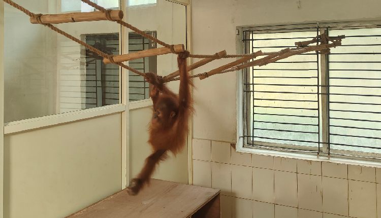 Orangutan Babies