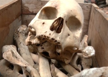 Human Skeleton