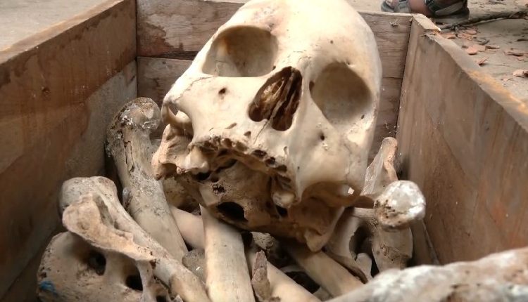 Human Skeleton