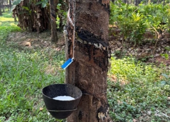 Rubber Plant