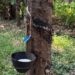 Rubber Plant