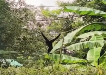 Hoolock Gibbon