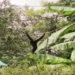 Hoolock Gibbon
