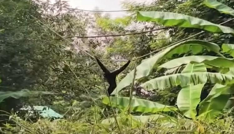 Hoolock Gibbon