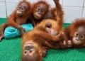 Orangutans