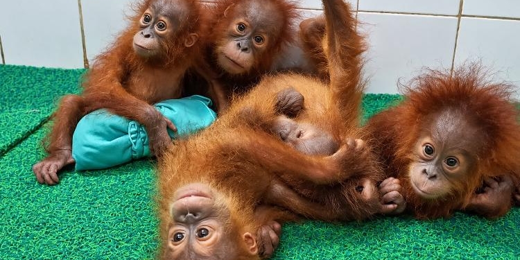 Orangutans
