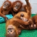 Orangutans