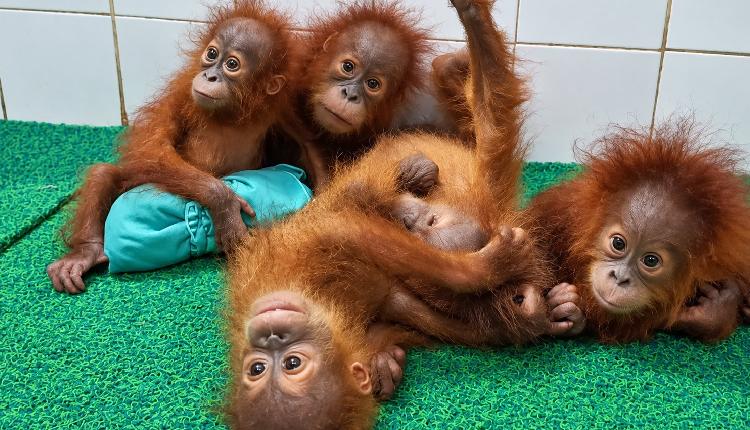Orangutans