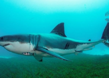 Shark