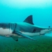 Shark