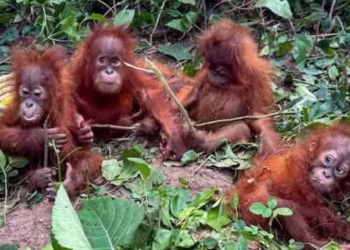 Orangutans