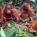 Orangutans