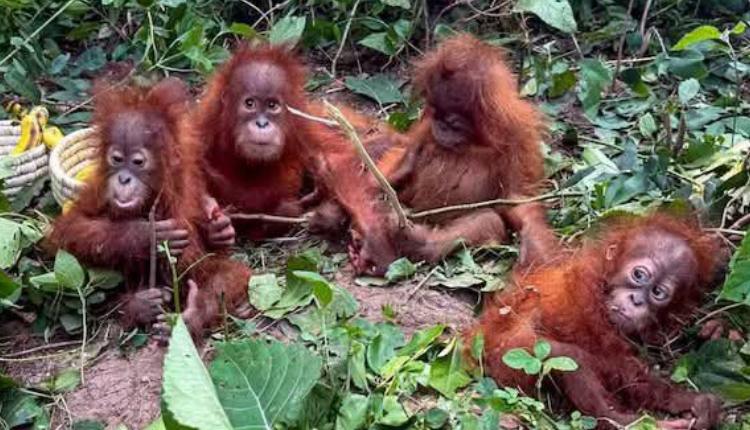 Orangutans