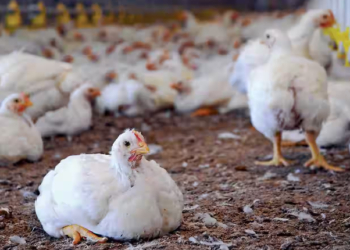 Broiler Poultry Farms