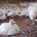 Broiler Poultry Farms