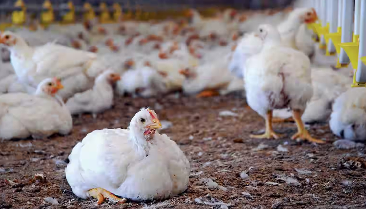 Broiler Poultry Farms