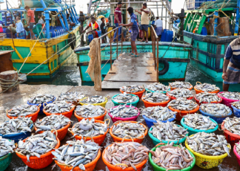 Odisha Seafood Exports