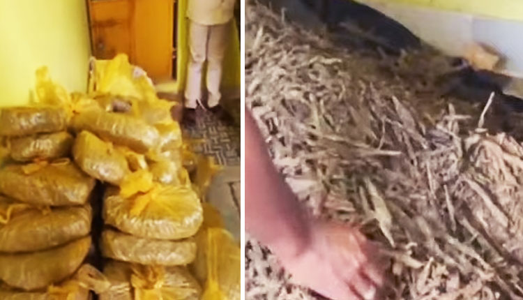 Ganja In Puri