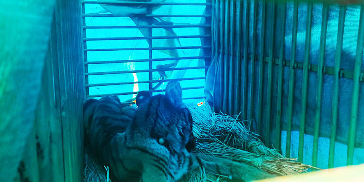 Tiger Cub