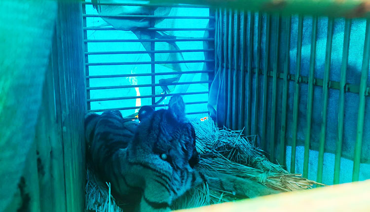 Tiger Cub
