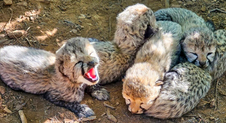Cheetah Asha’s Eight-Month-Old Cub Found Dead At Kuno