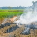 agricultural fields