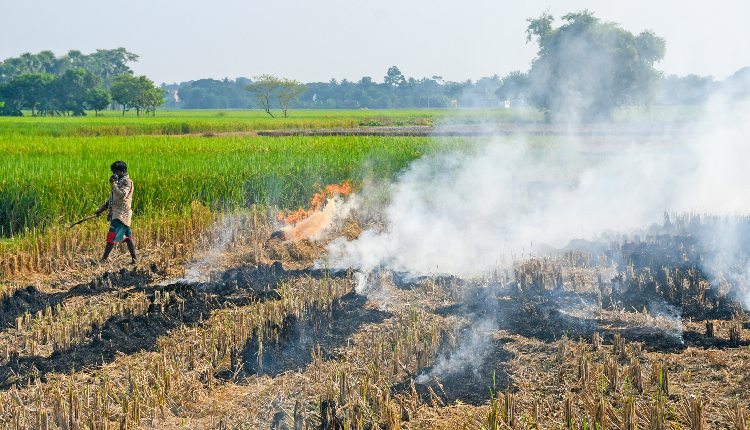 agricultural fields