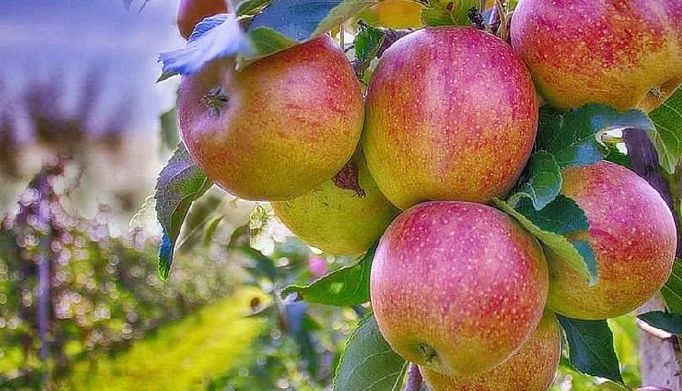 Apple