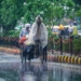 rain