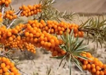 Ladakh's Sea Buckthorn