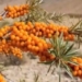 Ladakh's Sea Buckthorn