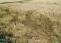 agriculture