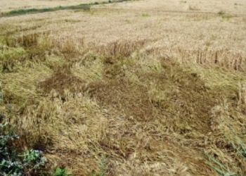 agriculture