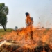 Stubble Burning